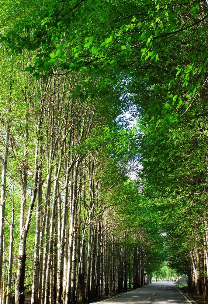  p>阔叶树:叶子宽阔的树.