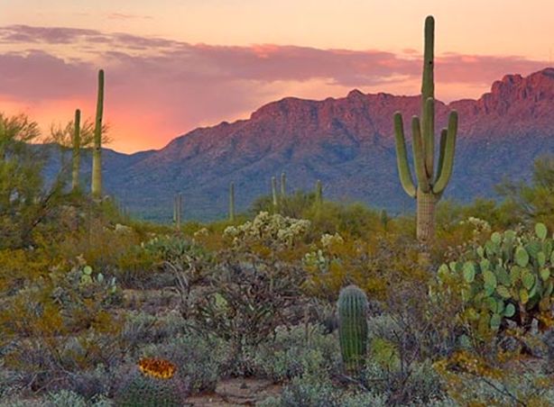  p>索诺拉沙漠(the sonoran desert),又译 a href="#">索诺兰沙漠 /a>