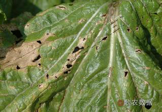  p>大白菜细菌性角斑病是 a href="#" data-lemmaid="2560700">大白菜