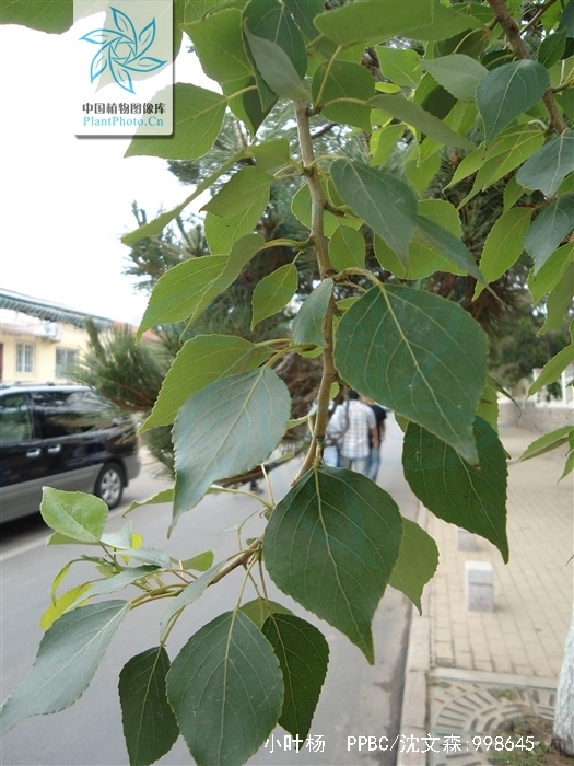 宽叶小叶杨(变种)