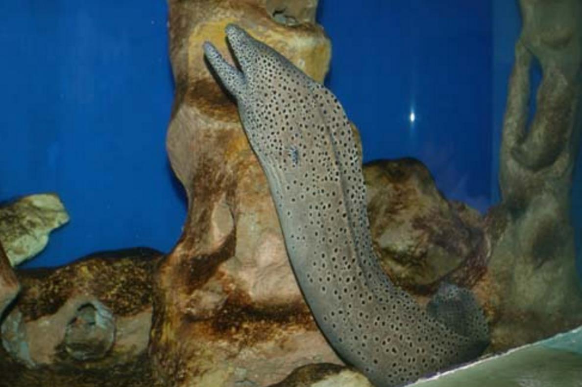  p>斑点裸胸鳝, i>gymnothorax meleagris /i> (g.