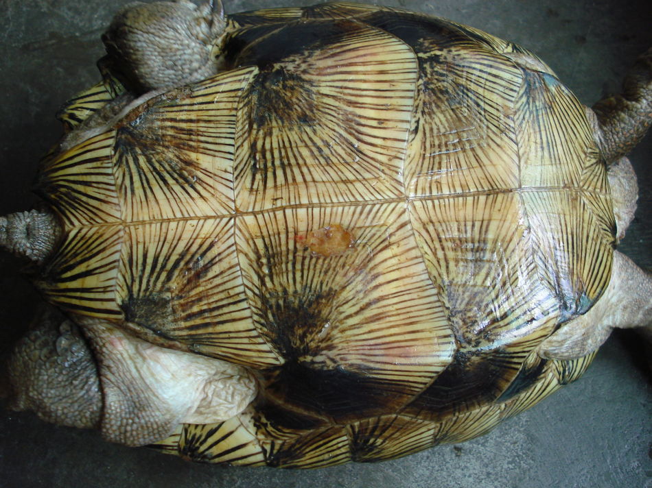  p>亚洲巨龟(学名: i>heosemys grandis /i>)是地龟科,东方龟属动物.