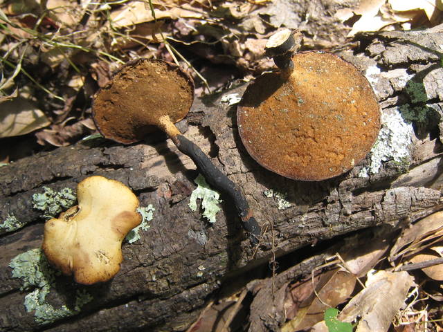  p data-id="gnbprpdqbw">多孔菌目的1科.