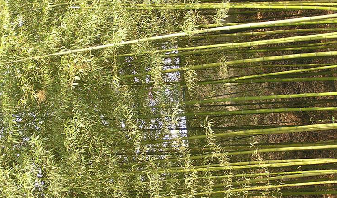  p>白哺鸡竹(学名: i>phyllostachys dulcis /i> mcclure)是禾本科