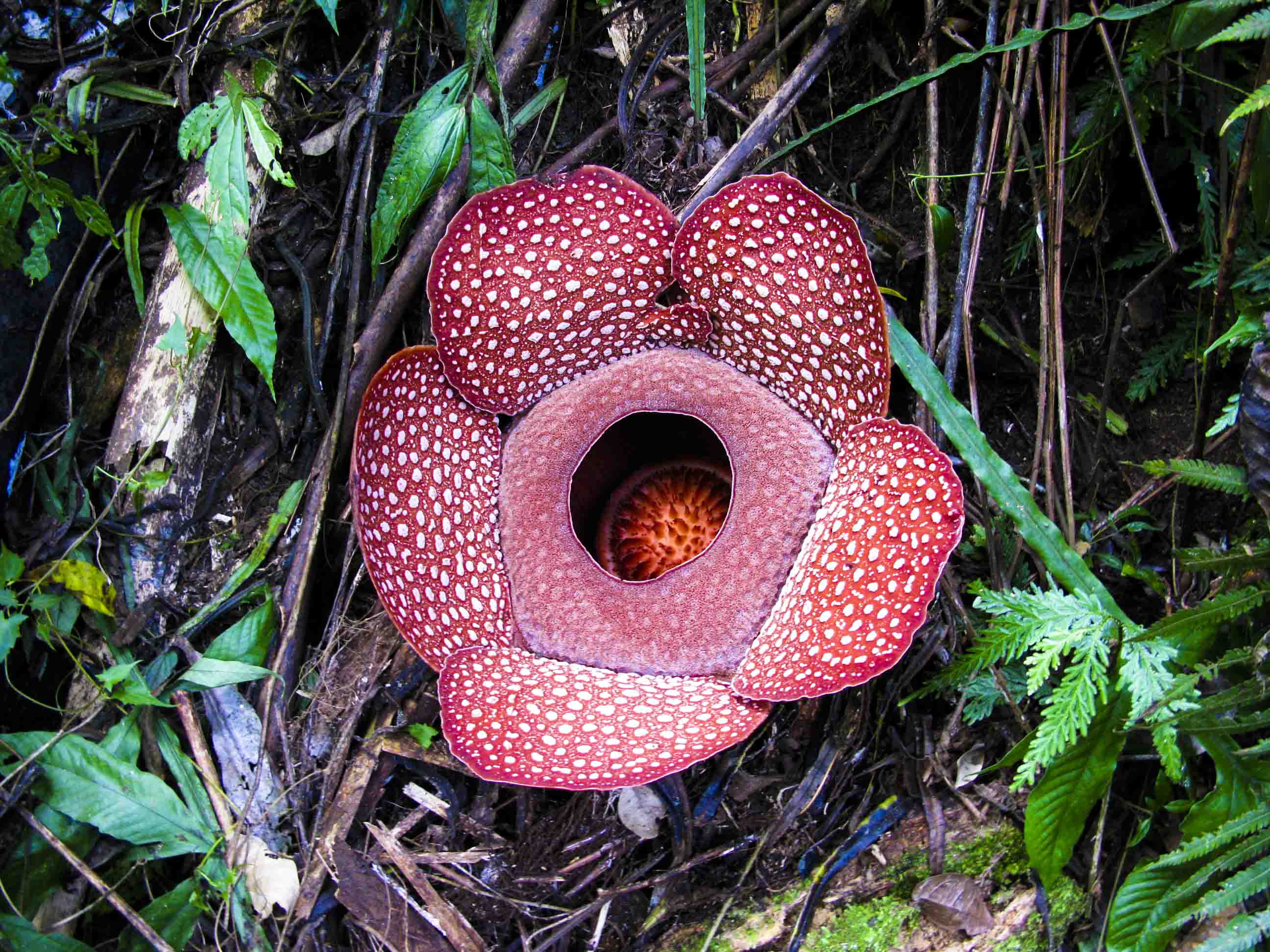 rafflesia magnifica madulid, tandang & agoo