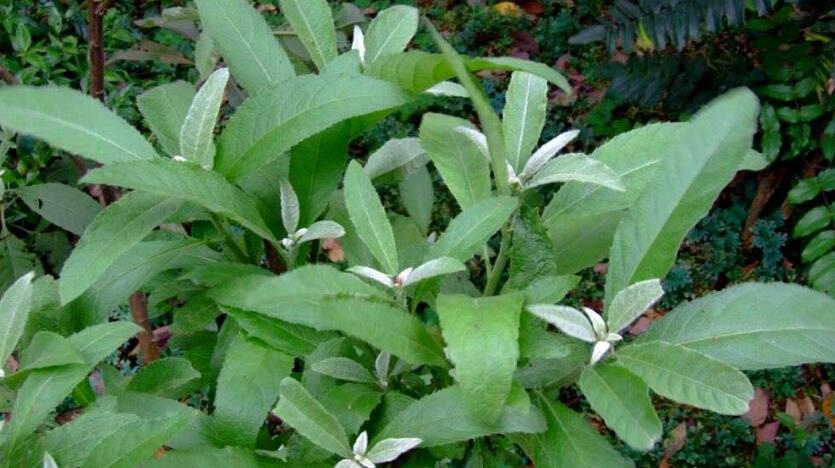  p> b>艾纳香属 /b>,菊科植物,约有80余种,分布热带,亚热带的亚洲