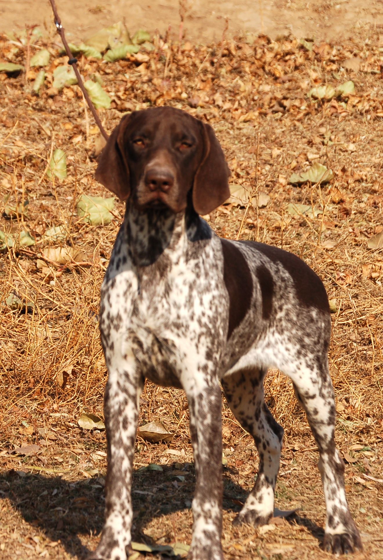  p>此犬种在美国被归类为 a target="_blank" href="/item/猎鸟犬