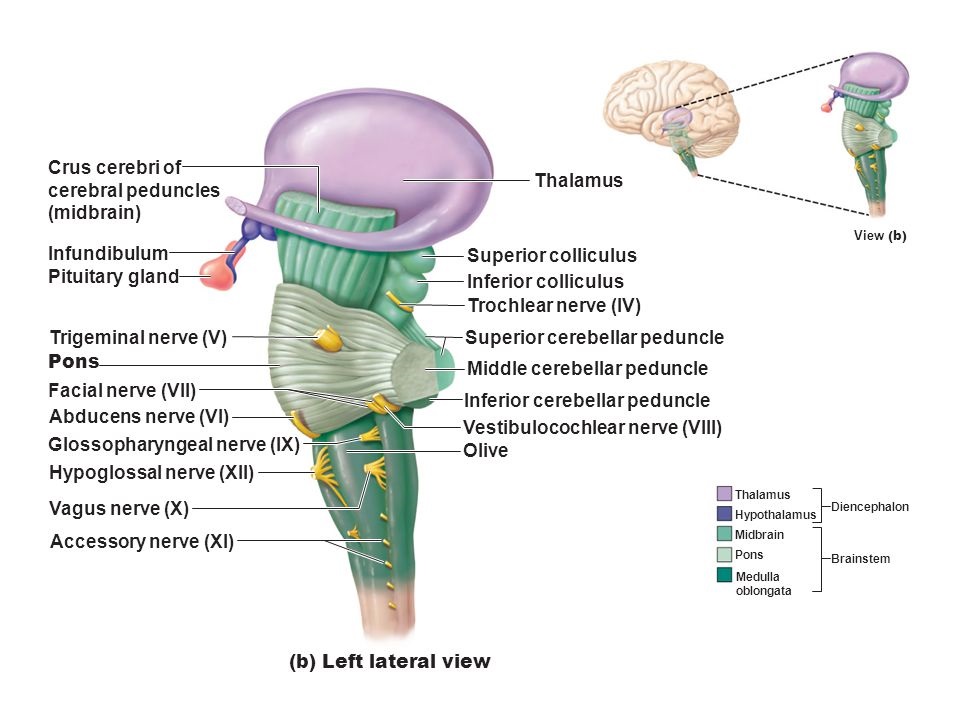 由小脑核发出至中脑红核的纤维及自脊髓小脑前束上升进入小脑的纤维