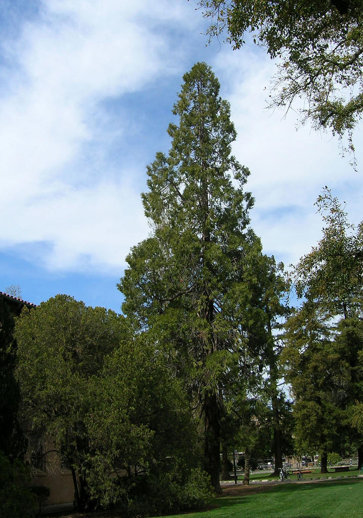  p>翠柏属(学名: i>calocedrus /i>):是 a href="#" data-lemmaid="