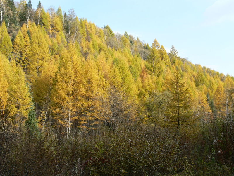 兴安落叶松无性系 1553