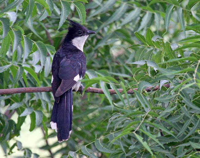  p>斑翅凤头鹃(学名: i>clamator jacobinus /i>): 成鸟具 a href="#"