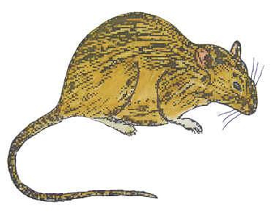  p>黄毛鼠(学名: i>rattus losea /i>),是鼠科,大鼠属的动物.