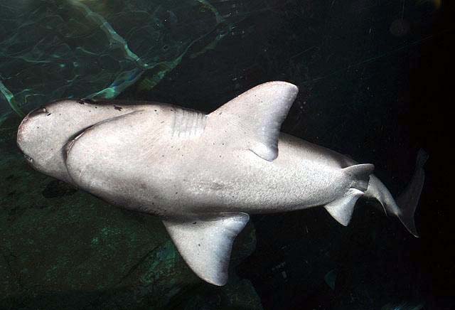  p>扁头哈那鲨(学名: i>notorynchus cepedianus /i>)是六鳃鲨科哈那