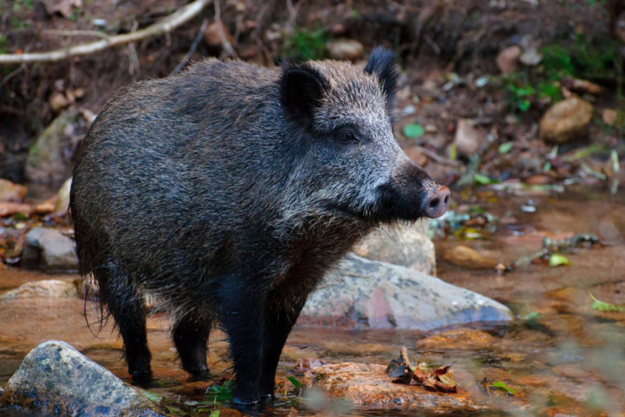 ryukyu islands wild pig