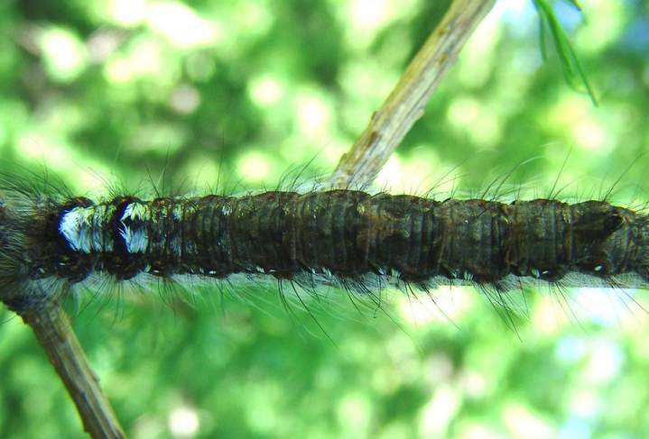 dendrolimus superans(butler)