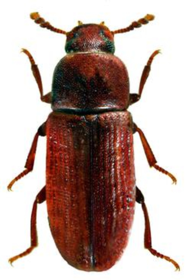  p>赤拟谷盗为 a href="#" data-lemmaid="1535103">鞘翅目 /a>,  a