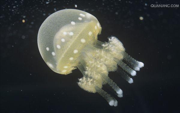  p>水母体的伞呈半球状,具有大小白色斑点.