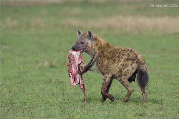  p>斑鬣狗(学名: i>crocuta crocuta /i>):又名斑点鬣狗,体长约95-160