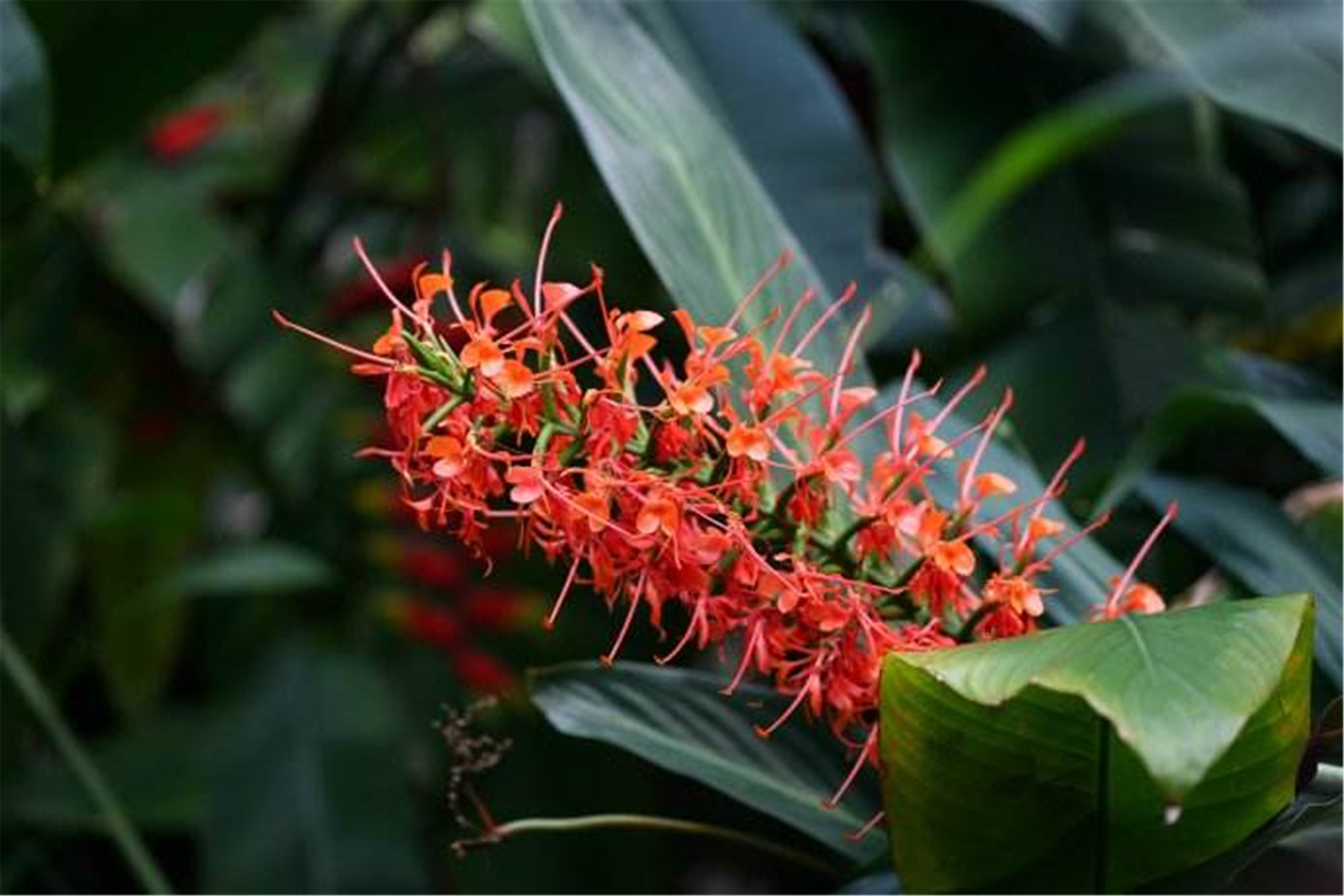  p> a href="#" data-lemmaid="8599354">红姜花 /a>(学名: i>