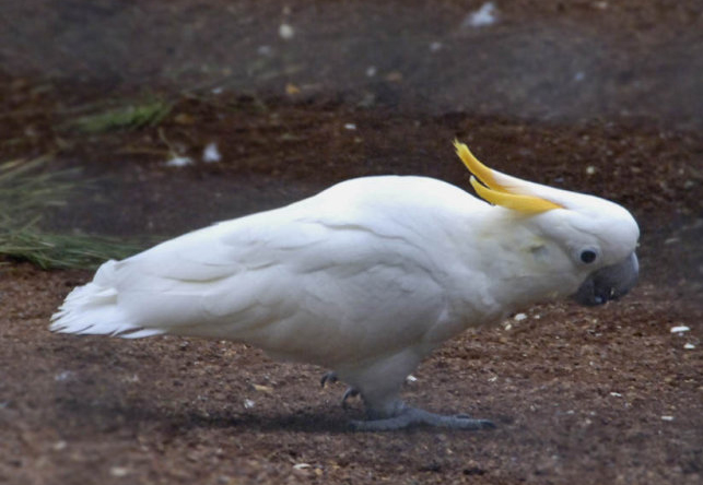  p>橘冠凤头鹦鹉(学名: i>cacatua sulphurea citrinocristata /i>)是
