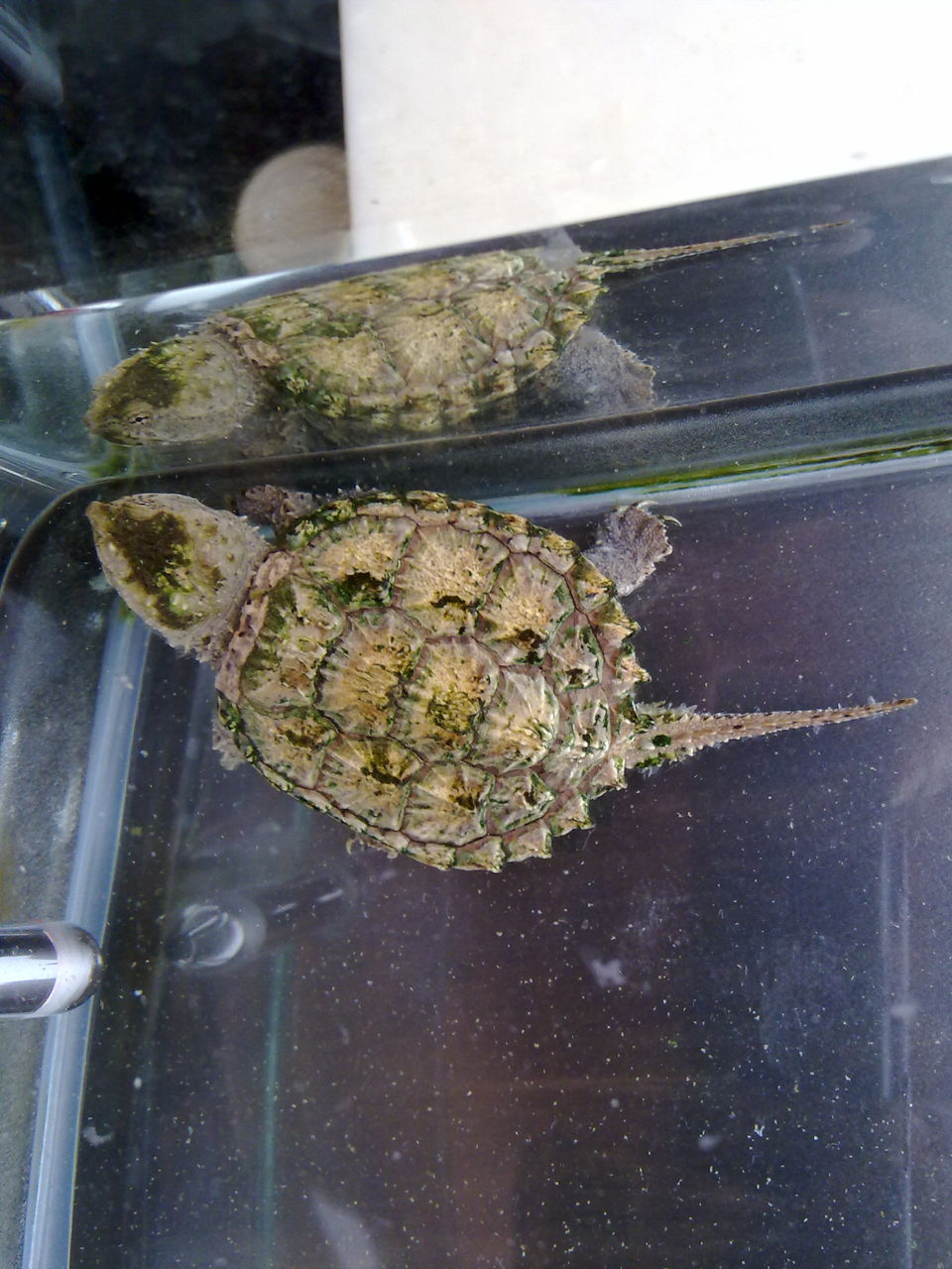  p>佛鳄龟全称佛州拟鳄龟,又称小鳄龟,拟鳄龟,平背鳄龟,属 a target="