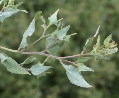  p>西伯利亚滨藜(学名: i>atriplex sibirica /i> l.