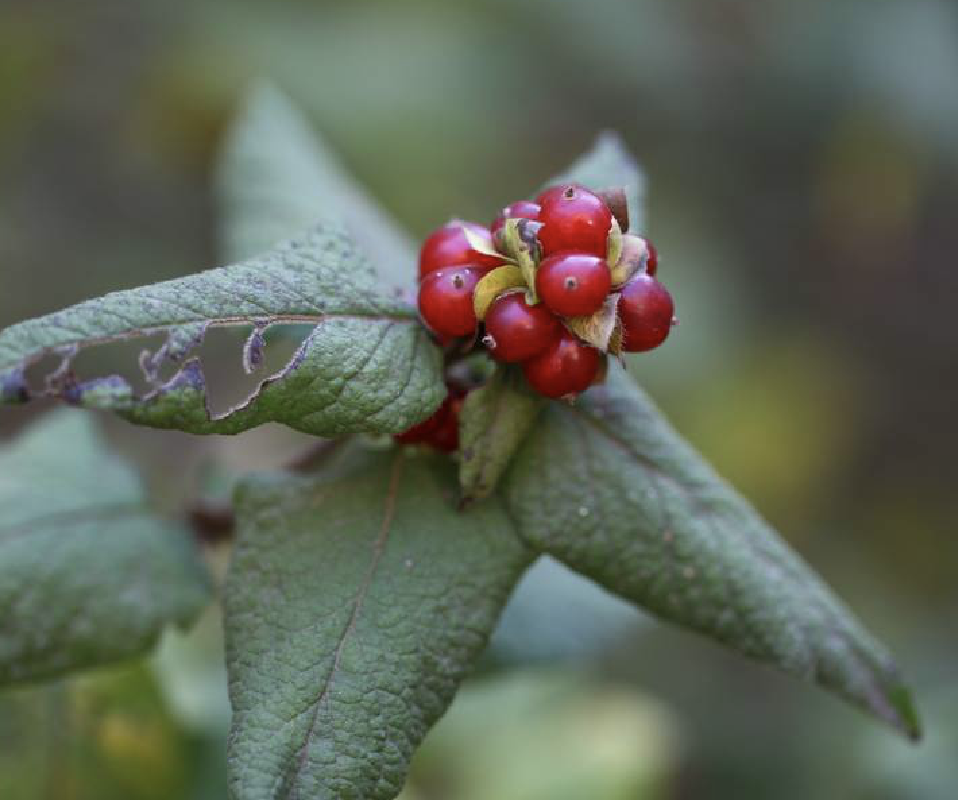  p>葱皮忍冬(学名: i>lonicera ferdinandii /i> franch.