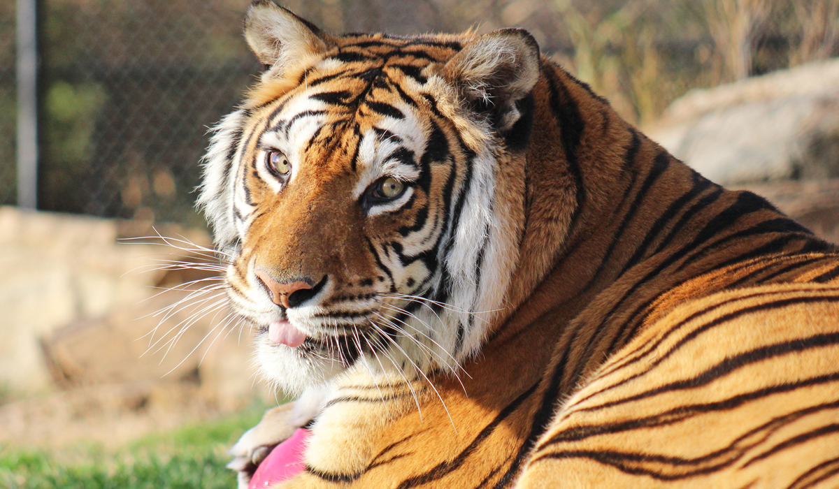 印度野生虎数量4年间增长33%，为何印度在老虎保护上如此出众？_百科TA说