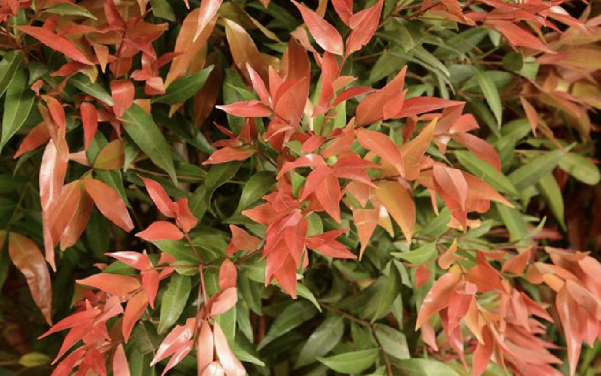  p>红枝蒲桃(学名: i>syzygium rehderianum /i> merr.