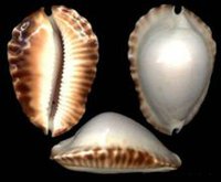  p>凯蒂宝螺是宝螺科的一种动物,分布于澳大利亚西北部. /p>