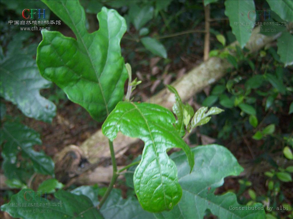  p>白桂木根为桑科植物白桂木和桂木的根,具有祛风利湿, a href="#"