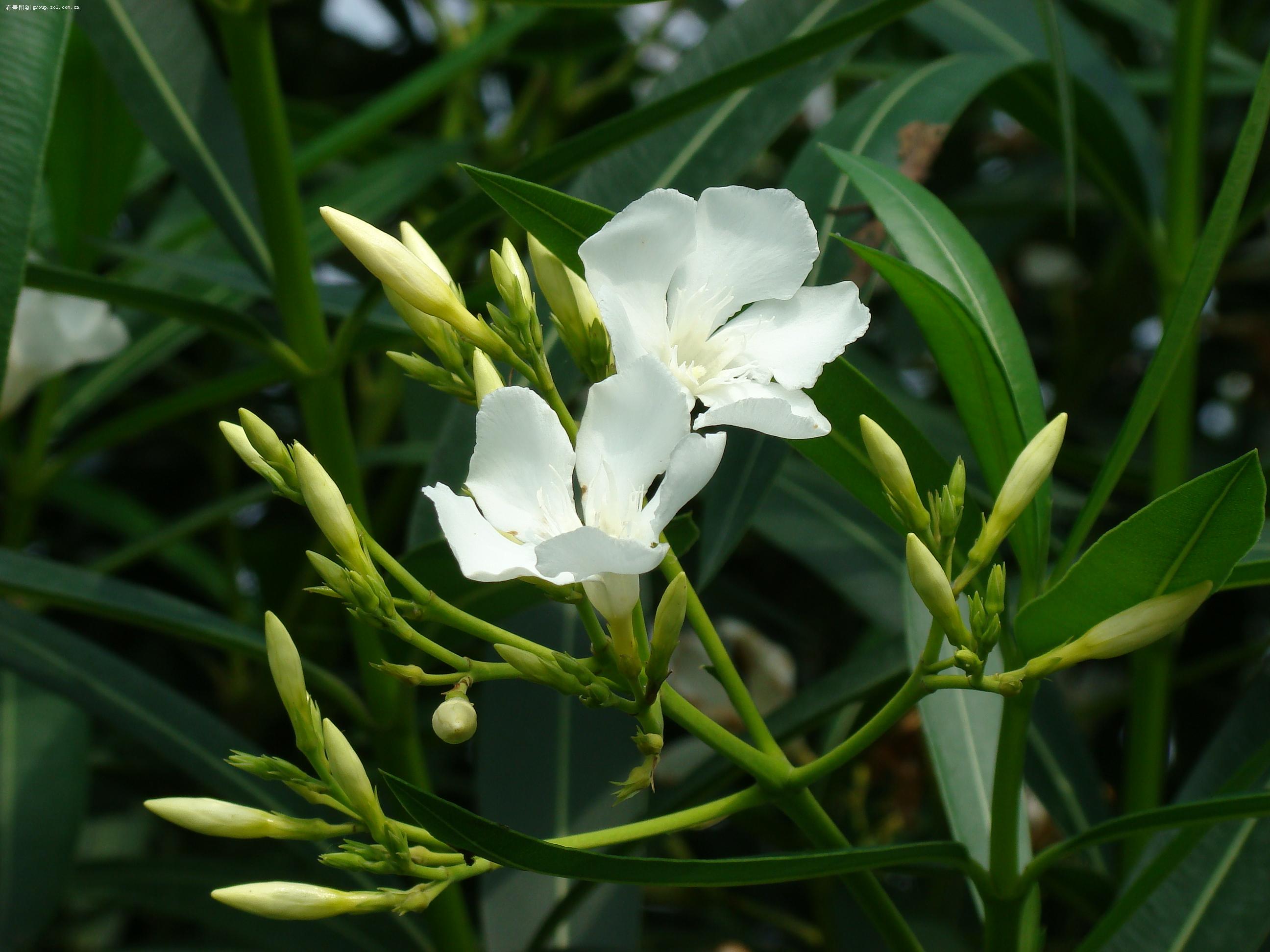  p data-id="txugejq4a7em">夹竹桃,夹竹桃属常绿直立大灌木.