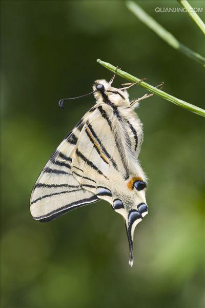  p>旖凤蝶(iphiclides podalirius(linnaeus)是凤蝶科下的一种动物.