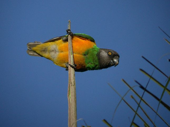  p>塞内加尔鹦鹉(学名:poicephalus senegalus)是典型的 a href="#"