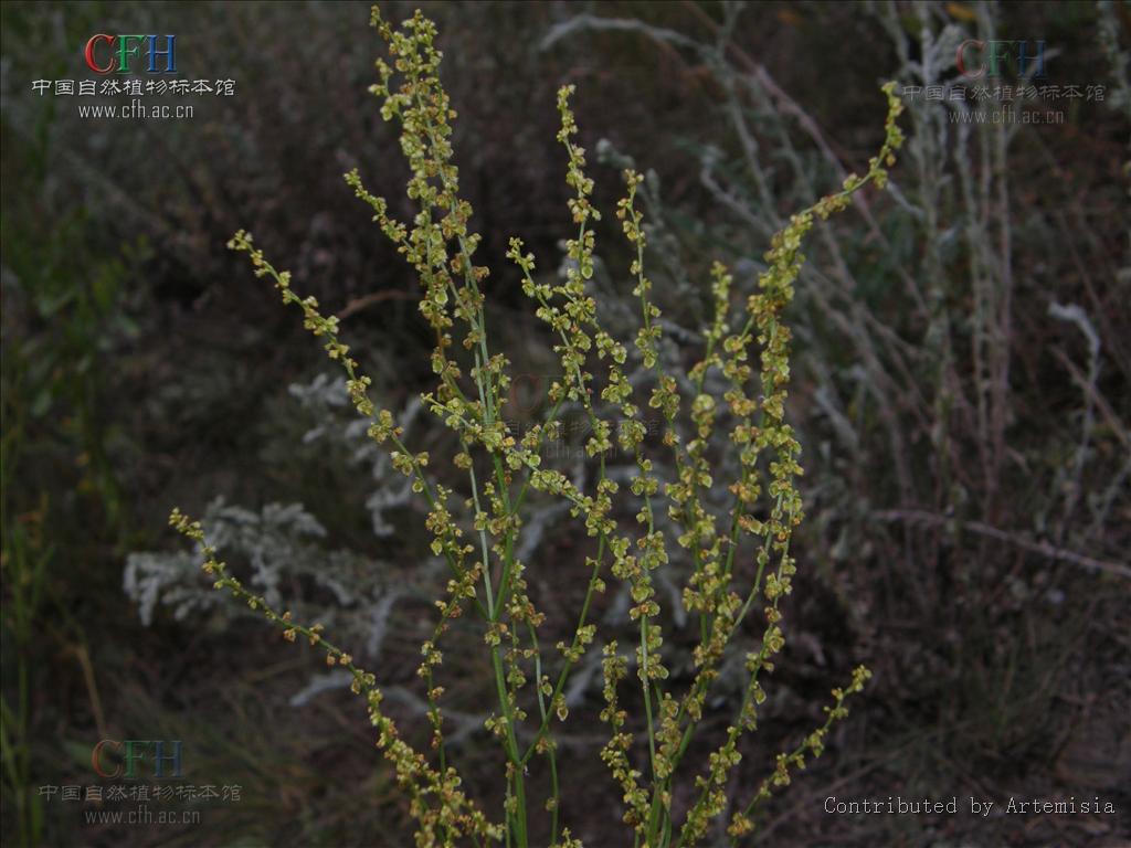  p>小酸模(学名:rumex acetosella), a href="#" data-lemmaid="