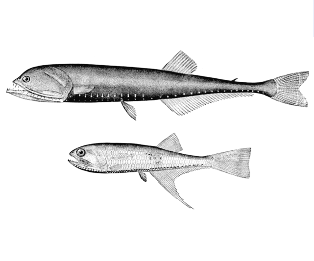  p>长钻光鱼,学名: i> /i> i>gonostoma elongatum  /i>(günther