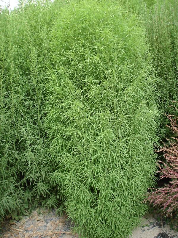 kochia scoparia (l.) schrad.