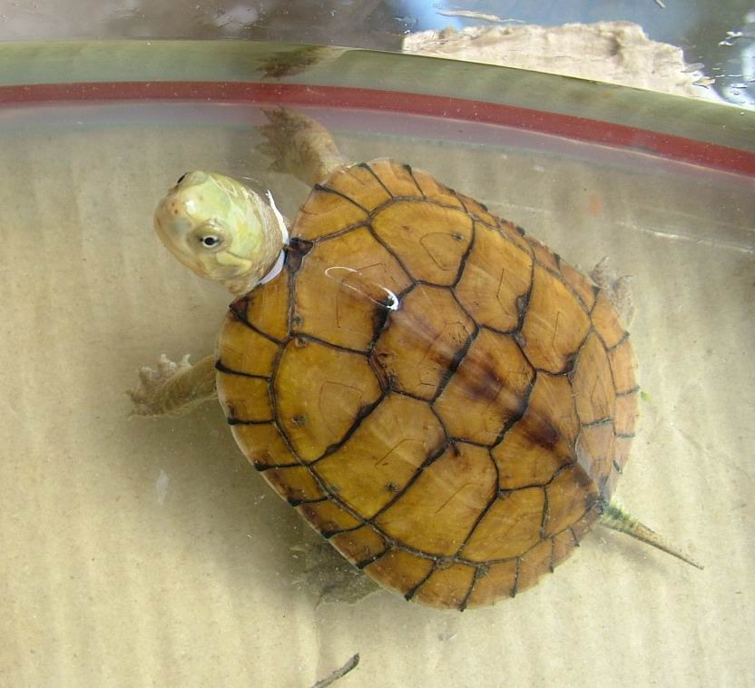 japonica),里海拟水龟