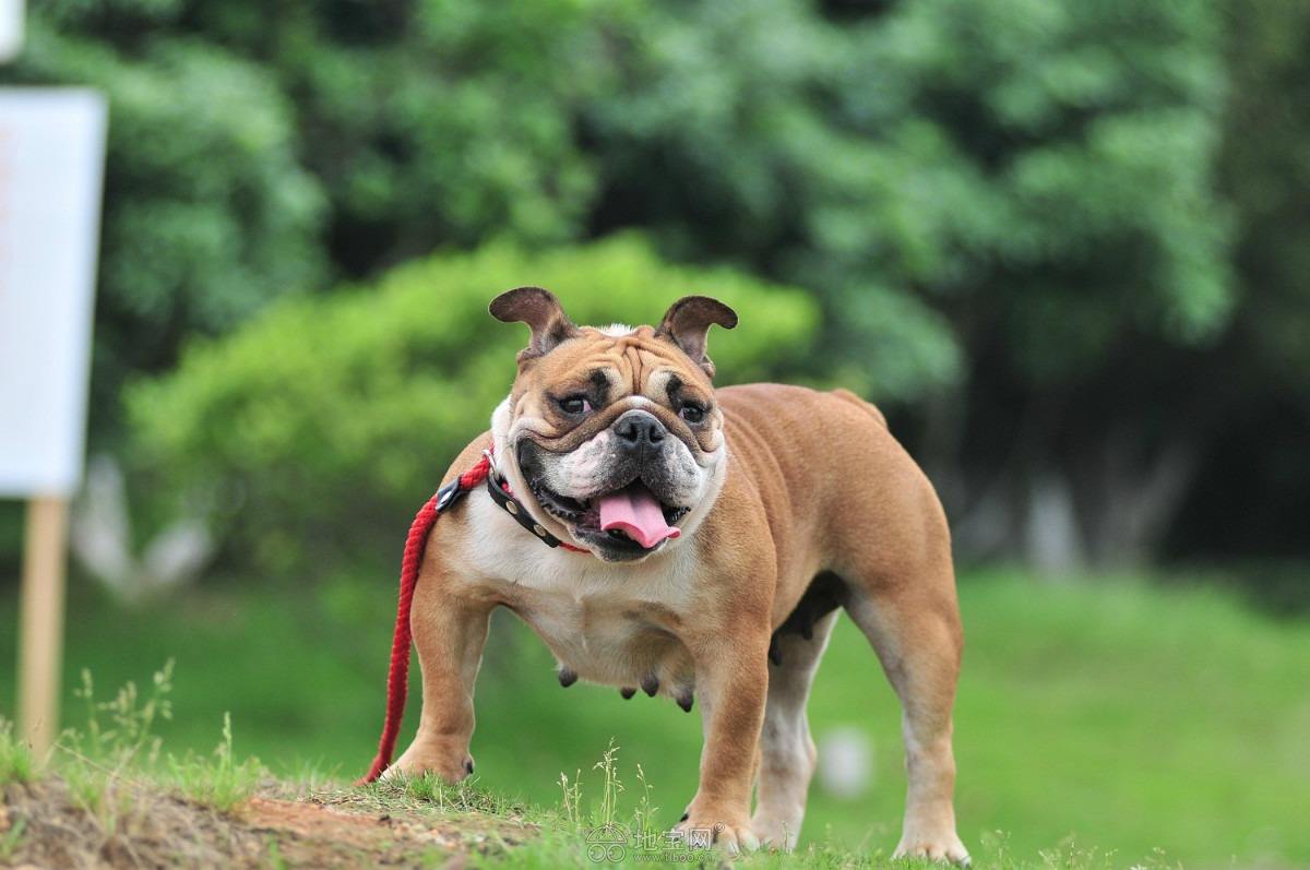 斗牛马士提夫犬