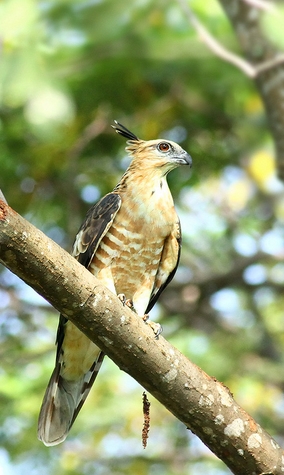  p>褐冠鹃隼(学名: i>aviceda jerdoni /i>):为鹰科鹃隼属的鸟类,是一