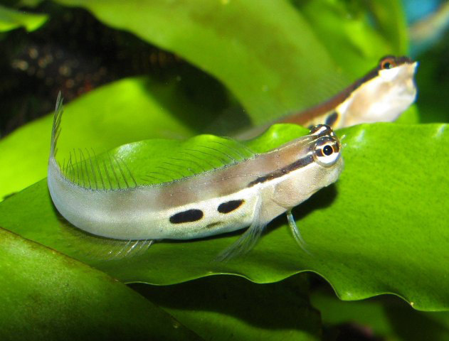 data-lemmaid="6868514">鳚科 /a>异齿鳚属的一种鱼类