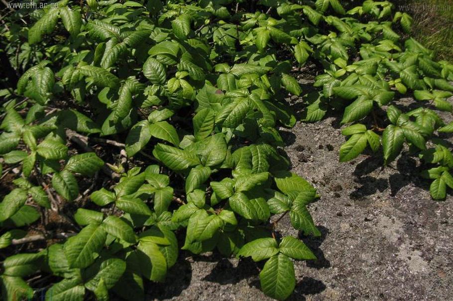  p>毒漆藤(toxicodendron radican)是漆树科漆属一种原产自北美洲的