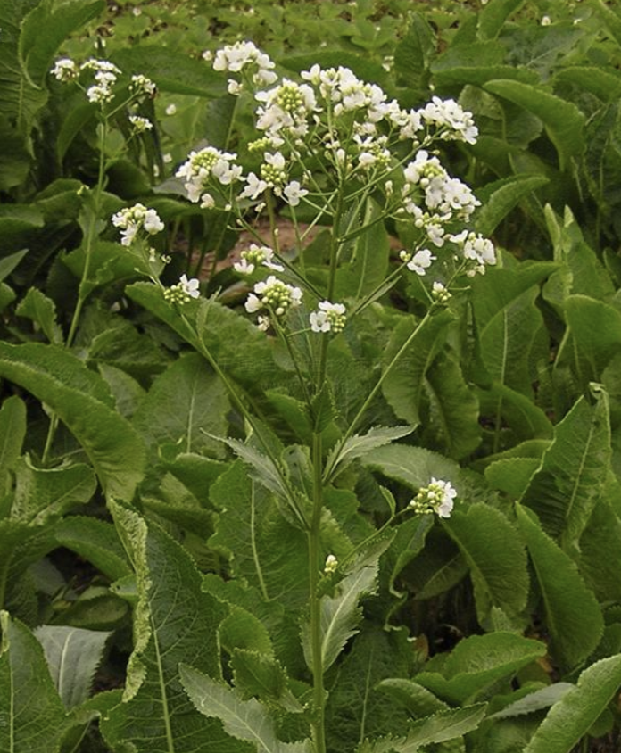 p. gaertner et schreb.)是十字花科,辣根属植物.