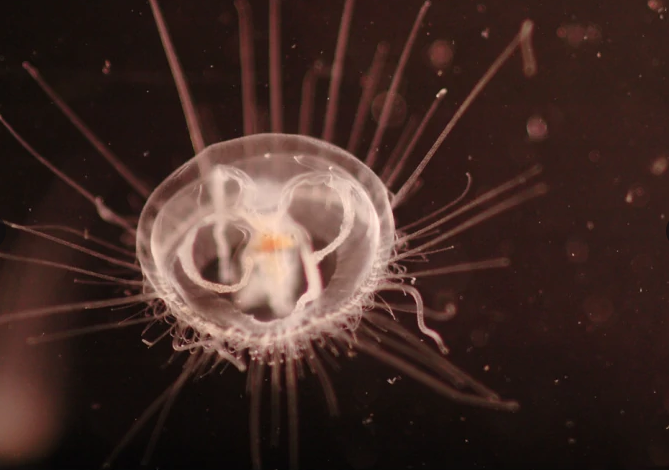  p>轮虫门,淡水 a target="_blank" href="/item/浮游动物/8100411"