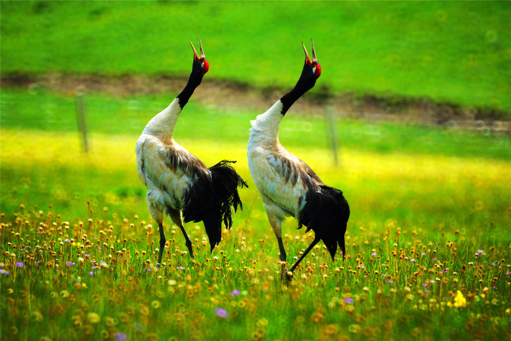 藏野驴,野牦牛等珍稀野生动物及其自然生态系统的州级自然保护区