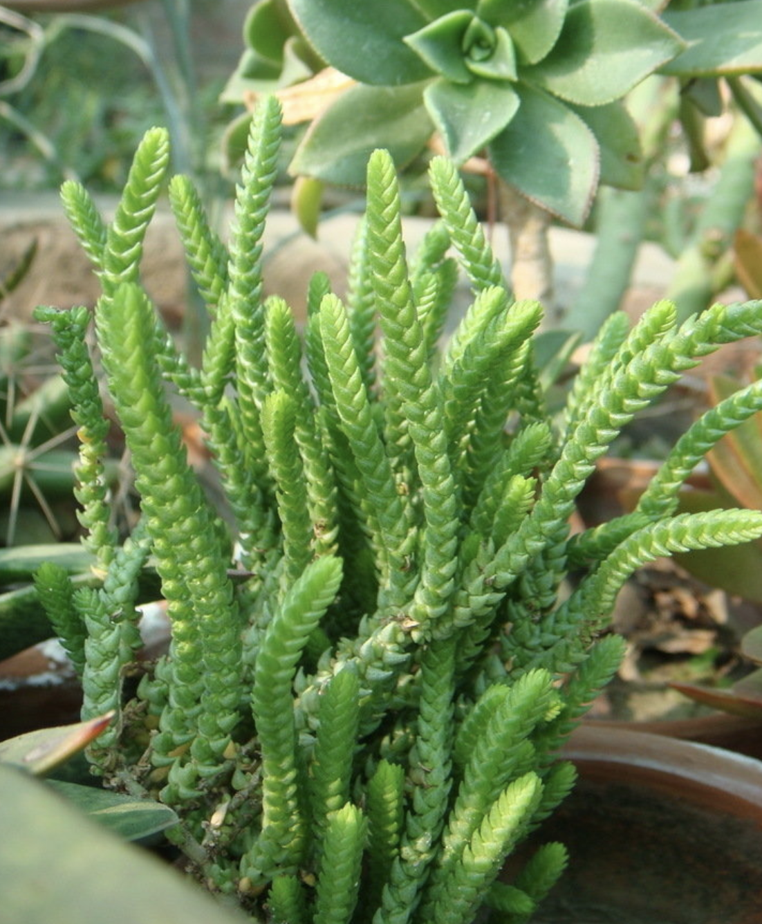 是景天科,青锁龙属植物.