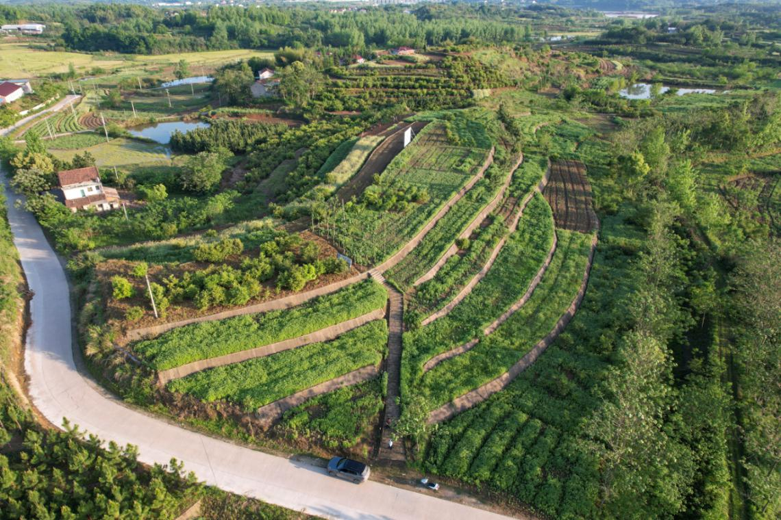 蕲春县禾润中药材种植专业合作社蕲艾基地