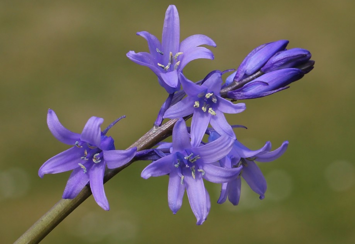  p>蓝铃花属(学名: i>hyacinthoides /i> medik.