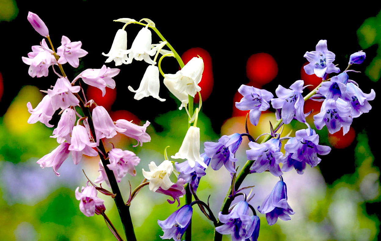  p>蓝铃花属(学名: i>hyacinthoides /i> medik.