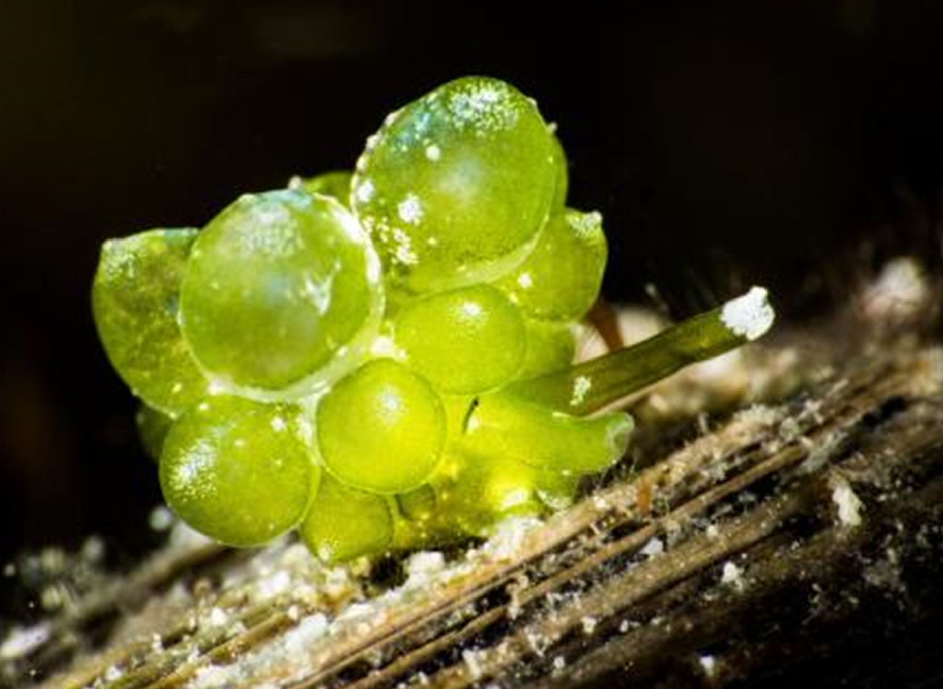 蕨藻, 俗称海葡萄(学名: i>caulerpa lentillifera /i>)原生于琉球,是